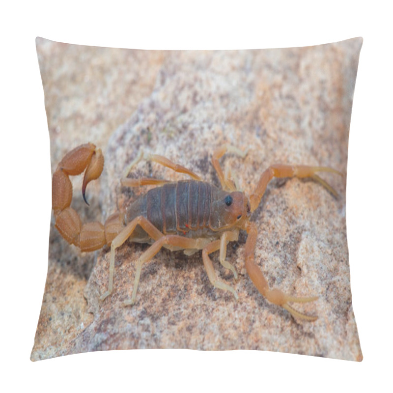 Personality  A Venomous Drab Thicktail Scorpion (Parabuthus Planicauda) In The Karoo Pillow Covers