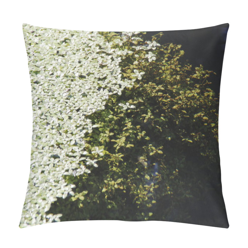 Personality  Algal Bloom Pillow Covers