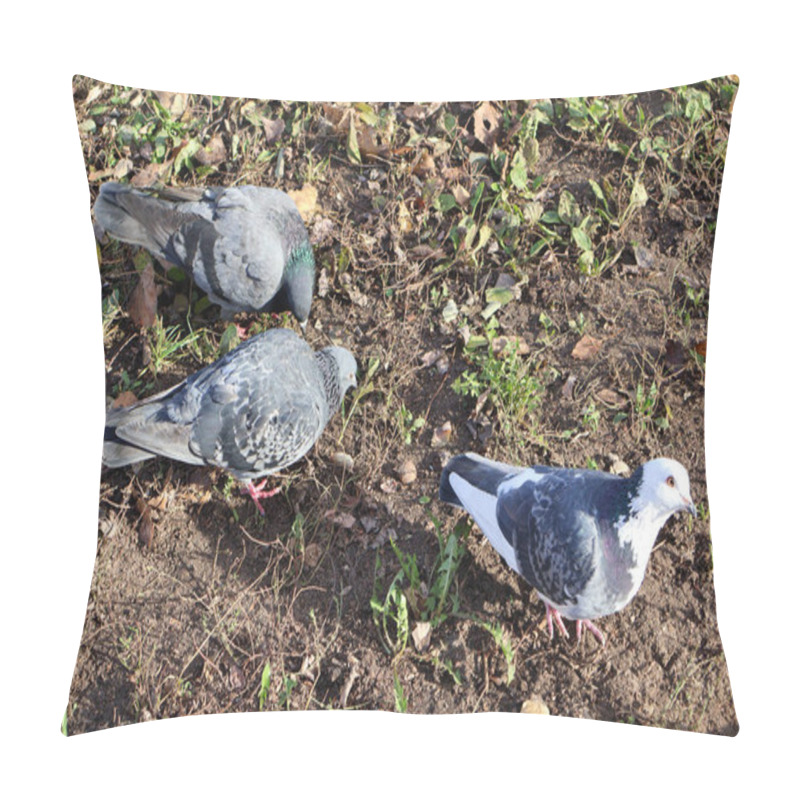 Personality  A Group Of Pigeons, Including A Striking White And Grey Pigeon, Foraging On Earthy Ground With Scattered Greenery And Fallen Leaves In A Park Setting Pillow Covers