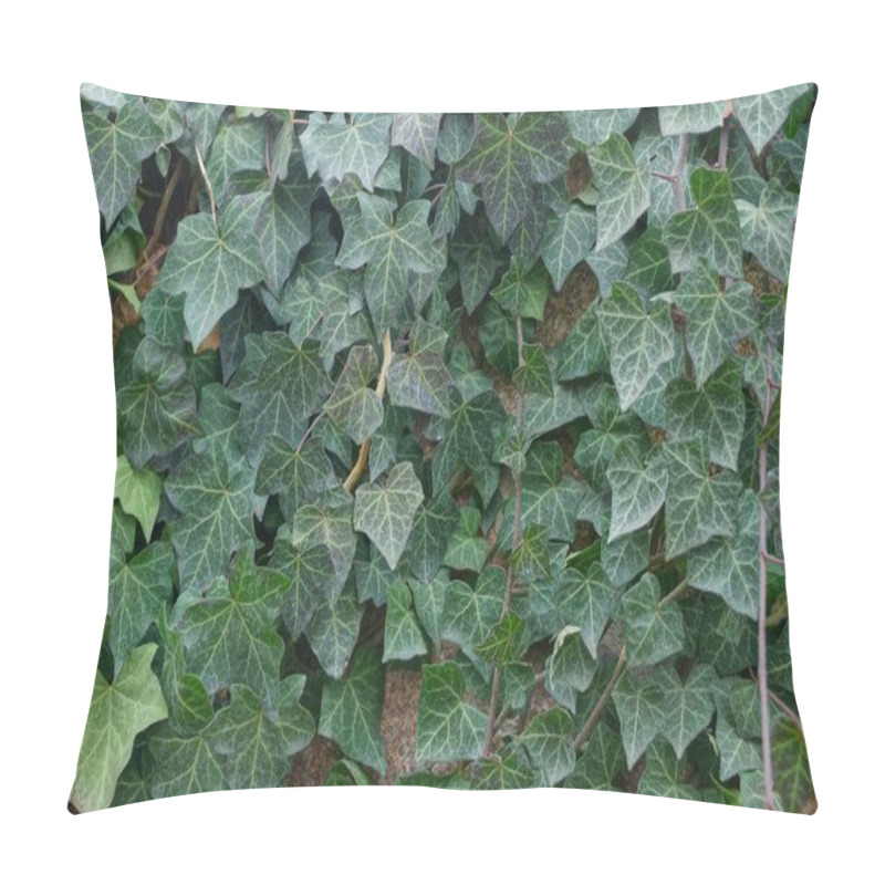 Personality  Natural Plant Texture Of Green Bindweed Leaves On The Wall Pillow Covers