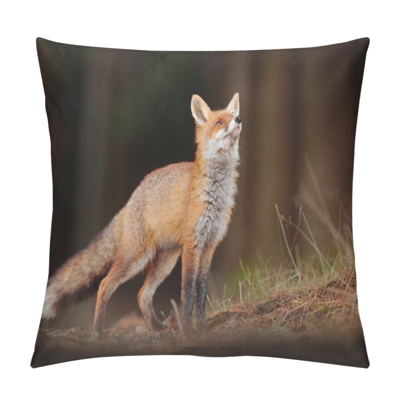 Personality  Cute Red Fox, Vulpes Vulpes In Fall Forest. Beautiful Animal In The Nature Habitat. Wildlife Scene From The Wild Nature. Fox Running In Orange And Yellow Autumn Leaves. Animal In Fall Wood Habitat. Pillow Covers