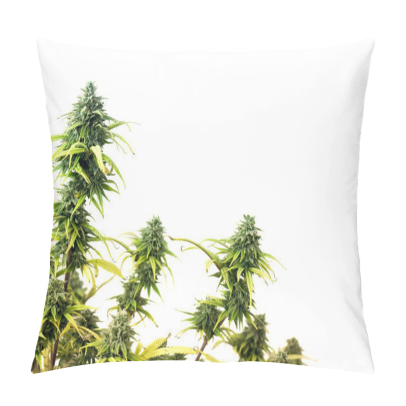 Personality  The Top Of Marijuana Plant Isolated Over White Background Pillow Covers