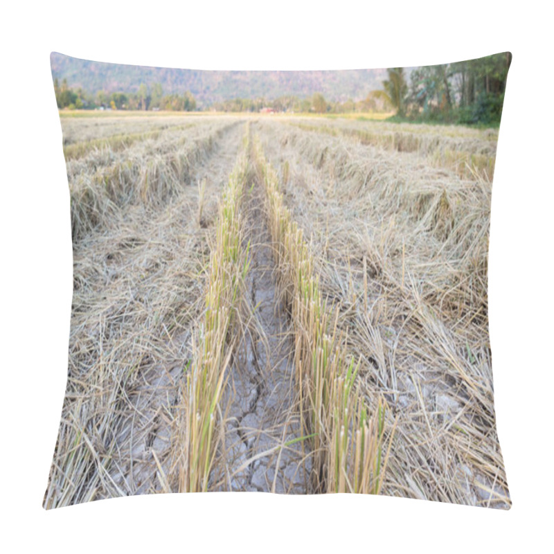 Personality  Rice Fields After The Rice Is Harvested. Rice Field After Cutting Paddy. After Harvesting The Rice Fields, The Ground Is Dehydrated, Lacking Fertility. Pillow Covers