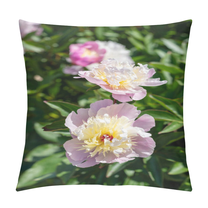 Personality  Close Up Of A Chinese Peony (paeonia Lactiflora) Flower In Bloom Pillow Covers