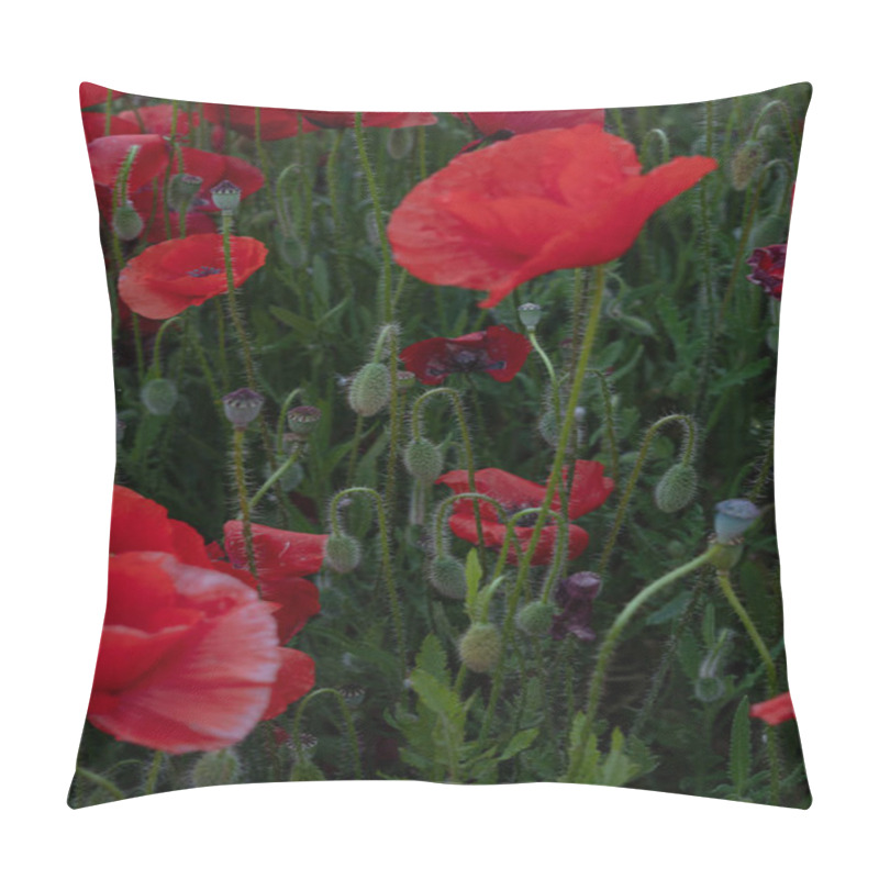 Personality  Close-up Of Poppy Flowers In The Field In Summer Pillow Covers