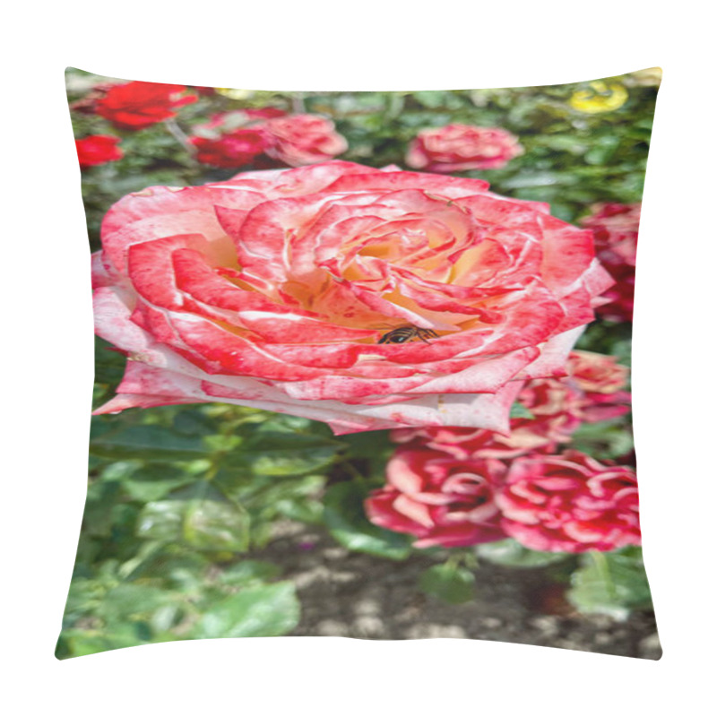 Personality  Macro Shot Of A Rose With Petals In Soft Gradient Shades, Surrounded By Vibrant Green Leaves. A Detailed, Natural, And Captivating Floral Image Showcasing Nature's Beauty. Pillow Covers