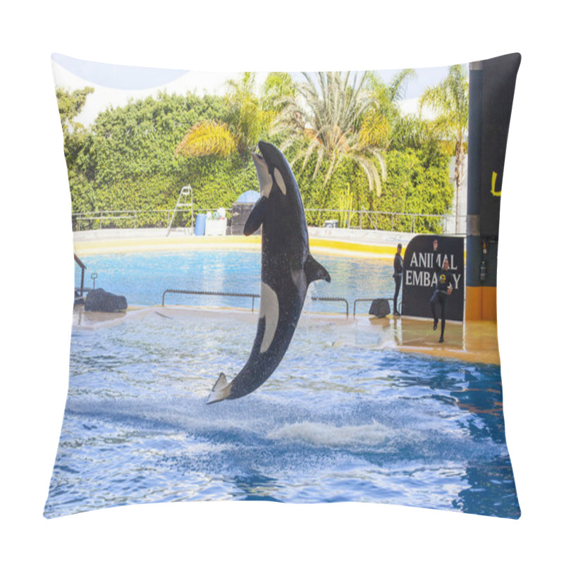 Personality  PUERTO DE LA CRUZ, TENERIFE, SPAIN - MARCH 1 , 2022: Water Shows With Killer Whales In Loro Park (Loro Parque) , Tenerife, Spain. 