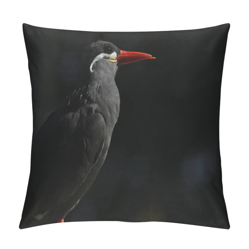 Personality  Close-up Of An Inca Tern, Lit By The Sun Against A Black Background. This Striking Black Bird With A Bright Red Beak Occupies Part Of The Same Habitat Ruled By Ancient Inca Empire In South America. Pillow Covers