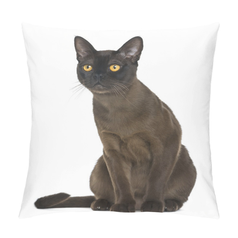 Personality  Bombay Cat Sitting And Looking Up, Isolated On White Pillow Covers