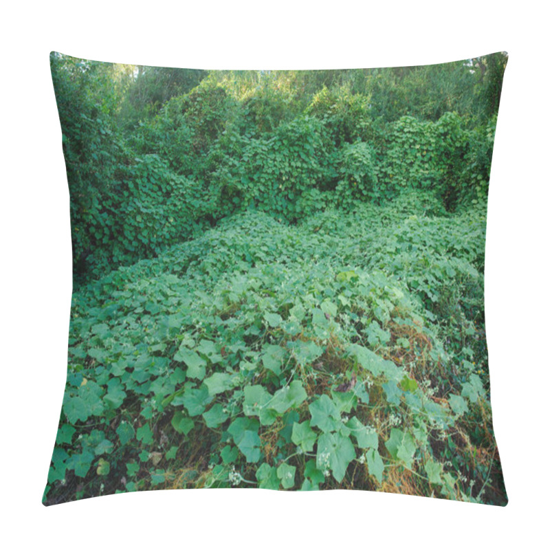 Personality  Kudzu, An Invasive Japanese Vine Growing Near The Mississippi River In Baton Rouge, Louisiana, USA Pillow Covers