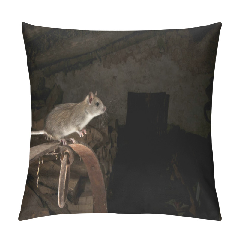 Personality  Black Rat Or Field Rat Portrait In An Old Haystack, Rattus Rattus, Spain Pillow Covers