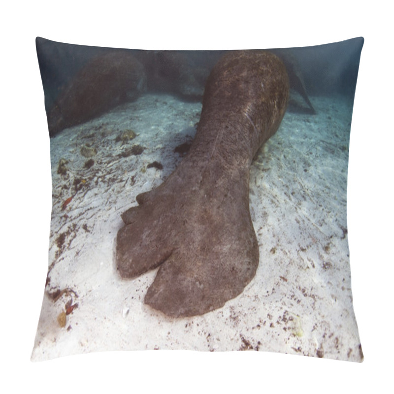 Personality  West India Manatee Propeller Damage Pillow Covers