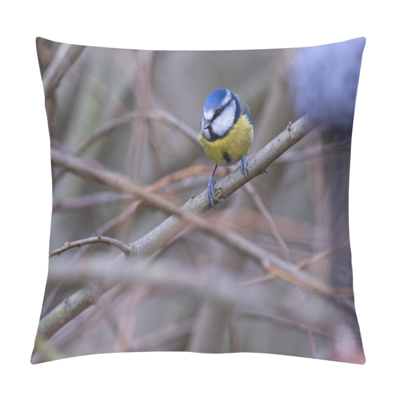 Personality  Blue Tit Feeds On Insects, Seeds, And Berries. Photographed In Father Collins Park, Dublin, Ireland Pillow Covers