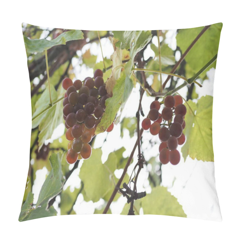 Personality  Vineyards At Sunset In Autumn Harvest. Ripe Grapes In Fall. Pillow Covers