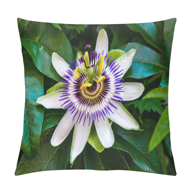 Personality  Blue Flower Or Passiflora (Passiflora Caerulea) Leaves In Tropical Garden. Beautiful Passion Fruit Flower Or Passiflora (Passifloraceae). Passiflora Is A Genus Of 550 Species. Evergreen Tropical Vine Pillow Covers