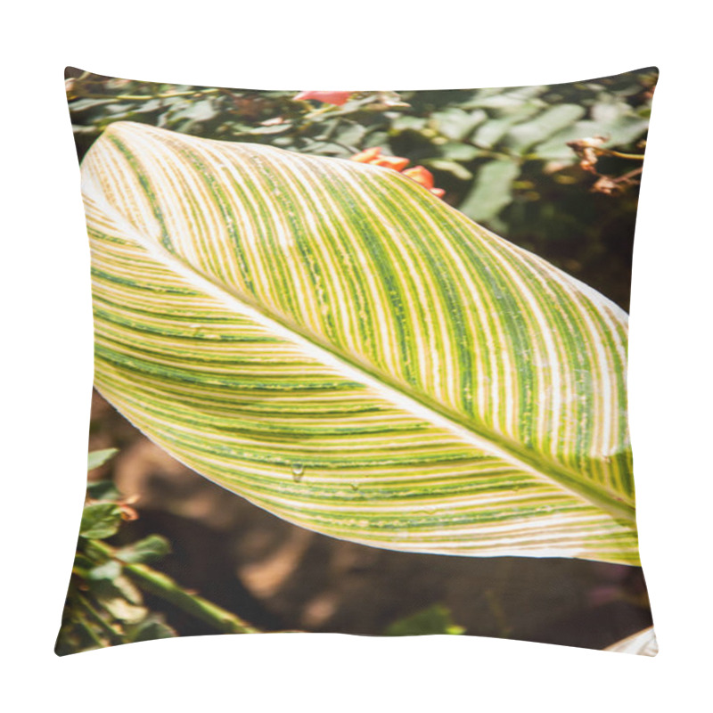 Personality  Nature Photography, Plant, Flower And Rose. Photo Is Selective Focus With Shallow Depth Of Field. Photo Taken At Cairo Egypt Pillow Covers