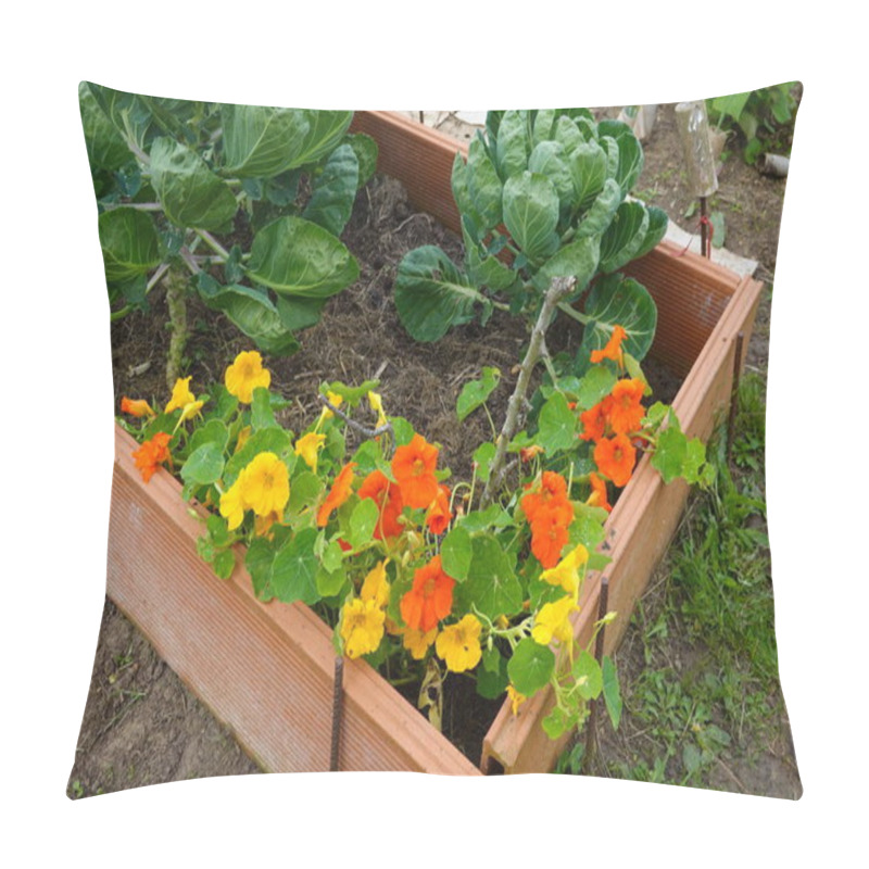 Personality  Bright Orange And Yellow Nasturtiums Growing Alongside Leafy Greens In A Wooden Raised Garden Bed. Pillow Covers