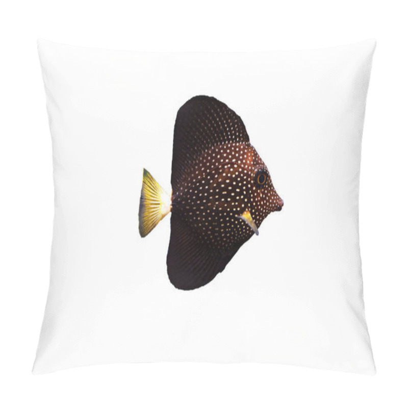 Personality  Gemmatum Tang - (Zebrasoma Gemmatum) Pillow Covers