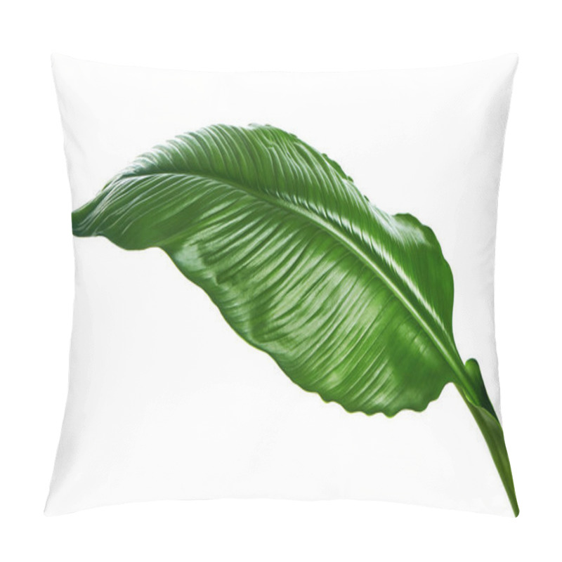 Personality  Large Leaves Of Spathiphyllum Or Peace Lily, Fresh Green Foliage Isolated On White Background, With Clipping Path Pillow Covers