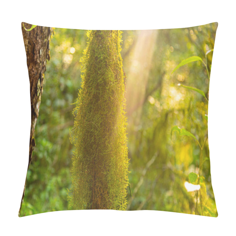 Personality  Mosses In A Tropical Forest In Brazil. Pillow Covers