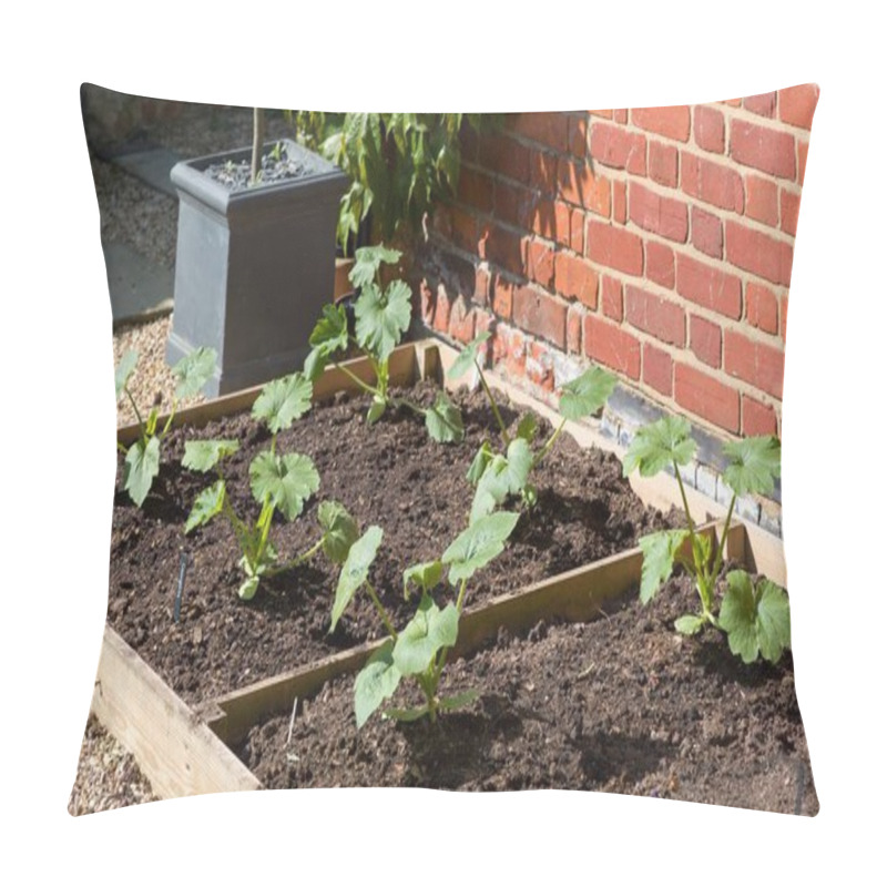 Personality  Courgette (zucchini) Plants Growing In A Raised Bed In A Garden In Spring. England, UK Pillow Covers