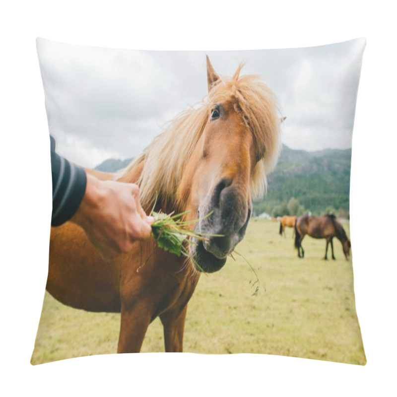 Personality  Wildlife In Norway. Scandinavian Fjord Beautiful Horses On Pasture Eat Grass On Field In Summer Rainy Weather. Cloudy Sky. Mountains On Background. Rocks. Funny Mammal Animals. Rural. Travel. Nature. Pillow Covers