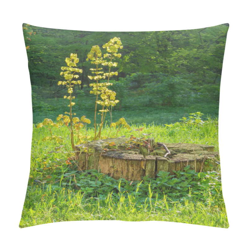 Personality  Young Shoots Of Maple Sprouting From An Old Stump Pillow Covers