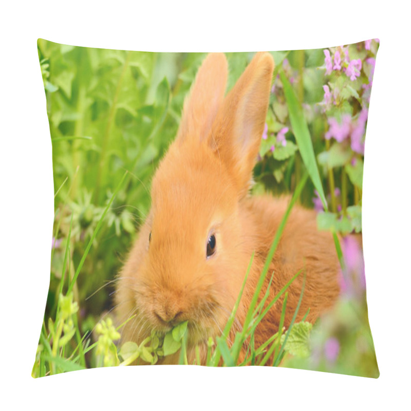 Personality  Baby Bunny Eat In Spring Grass  Pillow Covers