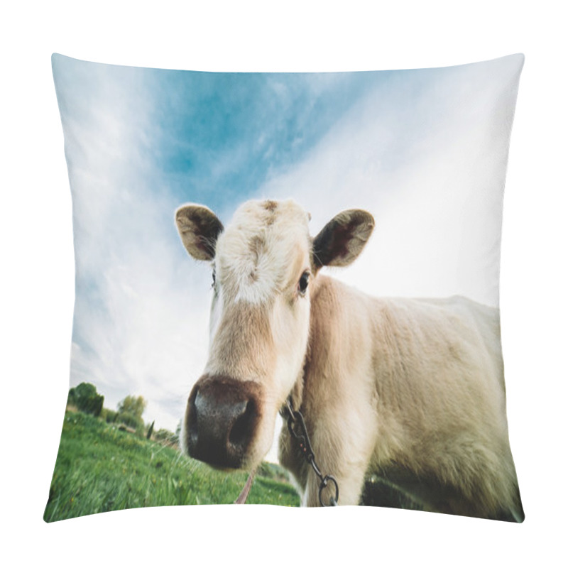 Personality  Young Cow Looking Directly At The Camera Pillow Covers