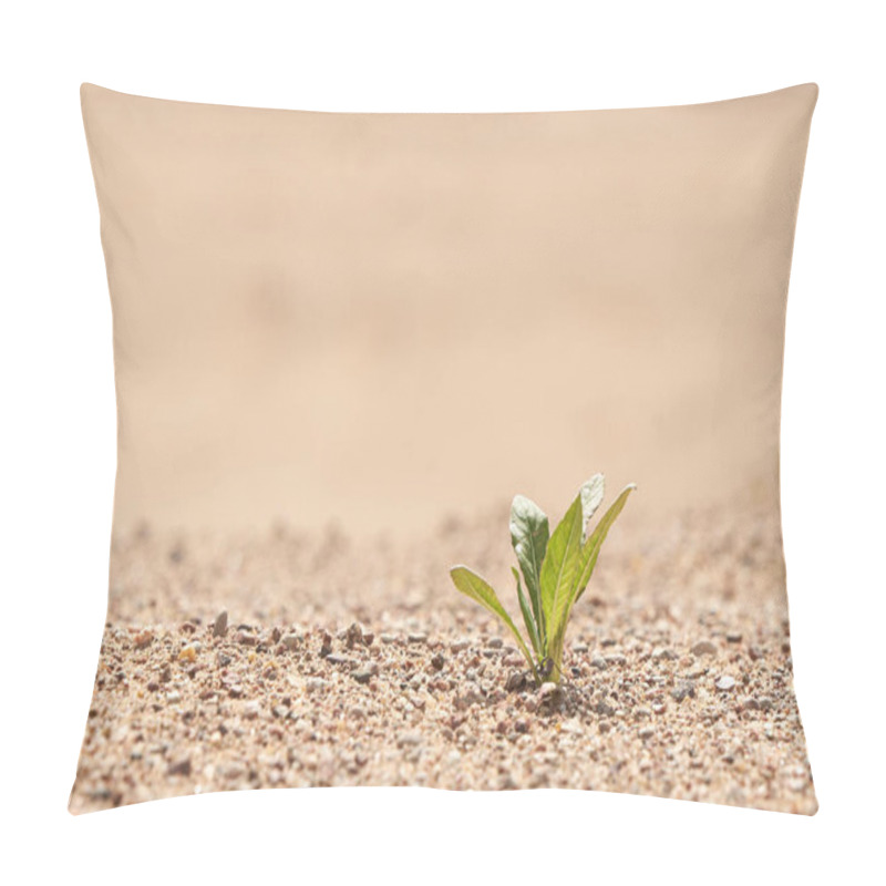 Personality  Young Seedling Growing In A Desert Sand. The Concept Of Survival. Photo With Copy Space. Pillow Covers