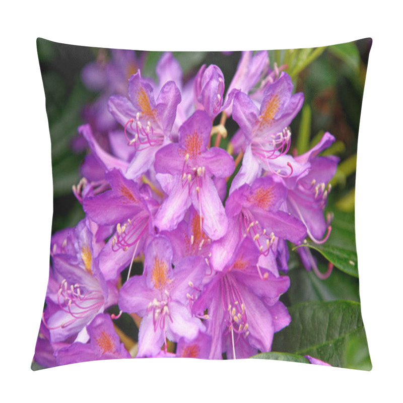 Personality  Azalea Japonica In Bloom In A Garden. Cerise Pink Azalea Flowers Pillow Covers