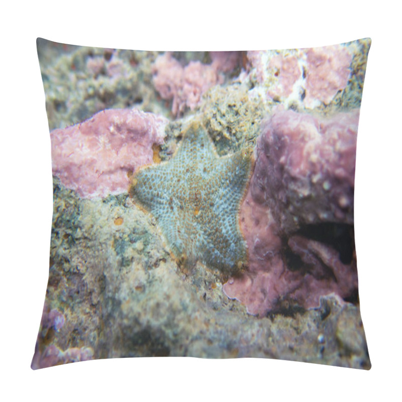 Personality  Starlet Cushion Starfish - Asterina Gibbosa Pillow Covers