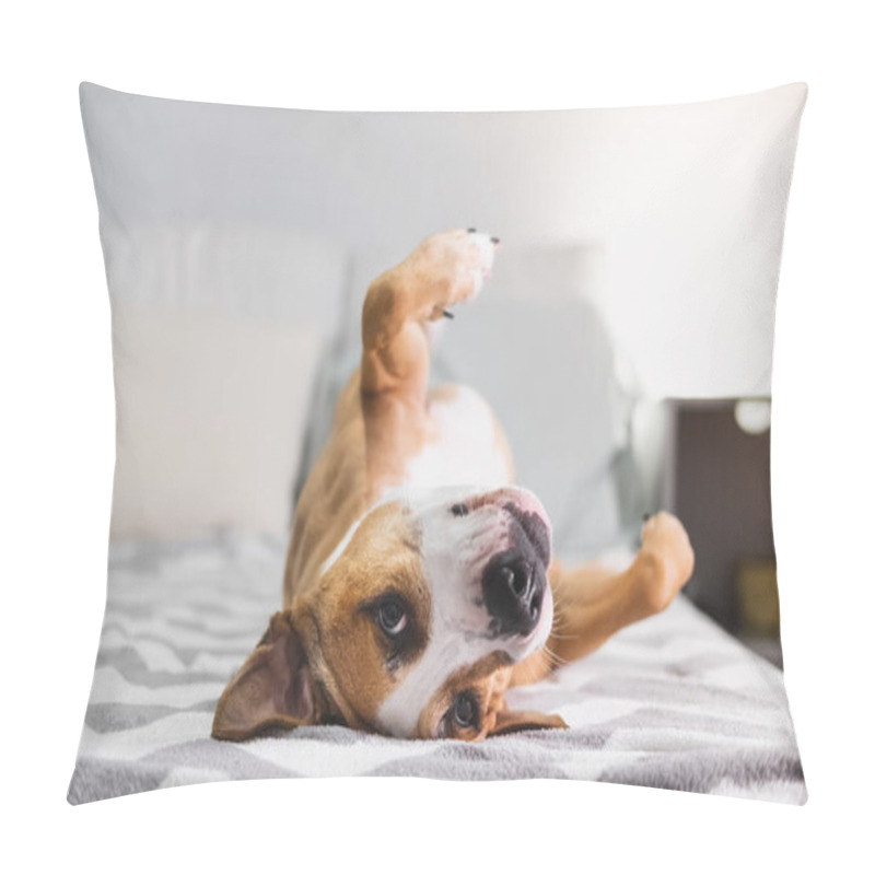 Personality  Funny Dog Chilling On The Bed Upside Down. Pets At Home, Relaxing, Puppy Feeling Calm And Comfortable, Indoors Lifestyle Pillow Covers