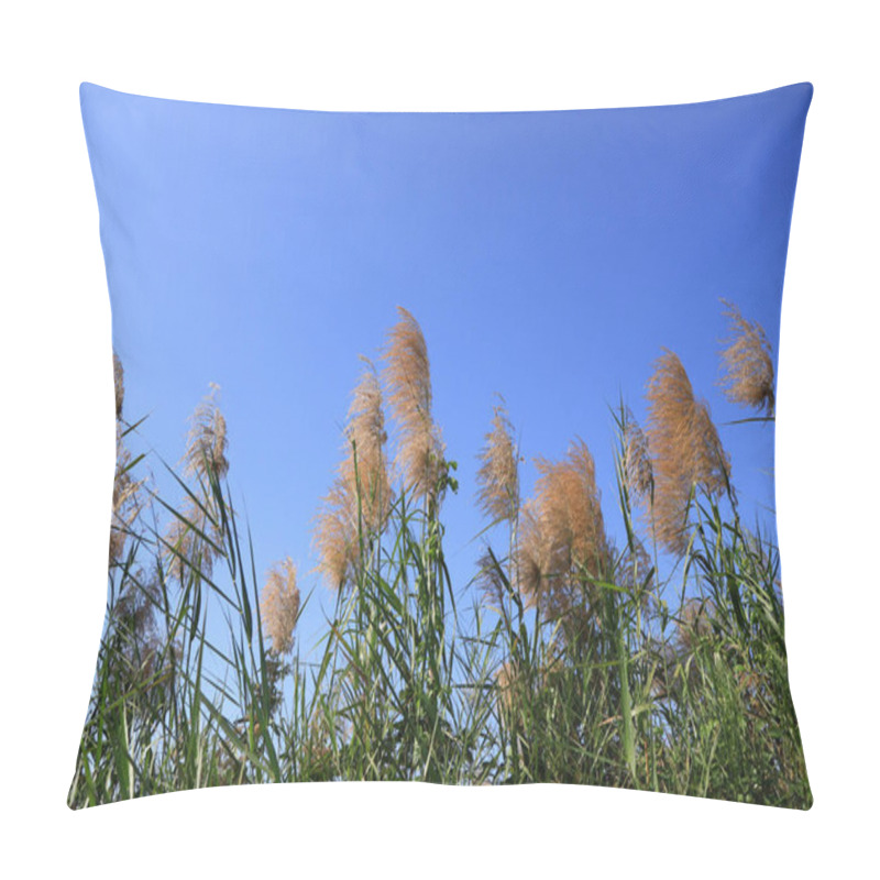 Personality  Reed On Sky Background Next To The Hiking Trail In A Botanical Garden, A Tourist Attraction In Rayong Province, Thailand. Pillow Covers