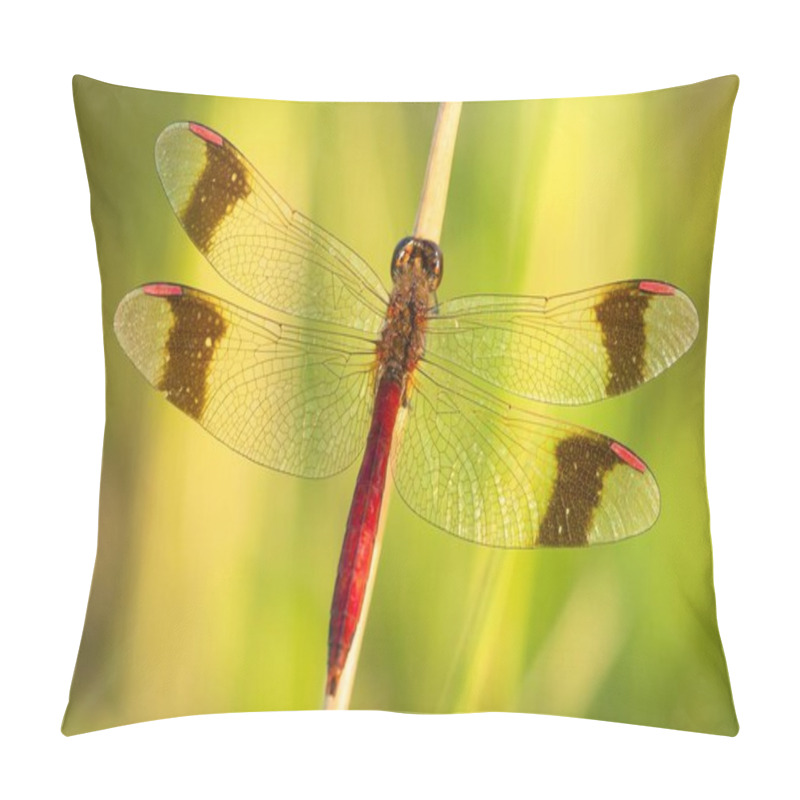 Personality  Yellow-winged Darter (Sympetrum Flaveolum) On Stem, River Spree, Brandenburg, Germany, Europe Pillow Covers