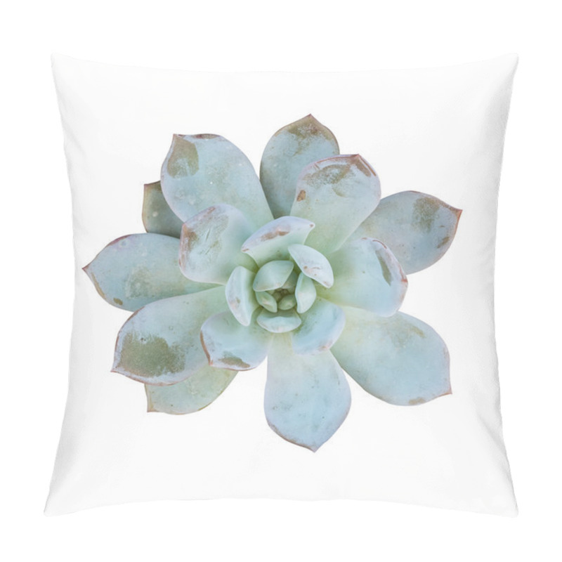 Personality   Miniature Succulent Plants In Garden Pillow Covers