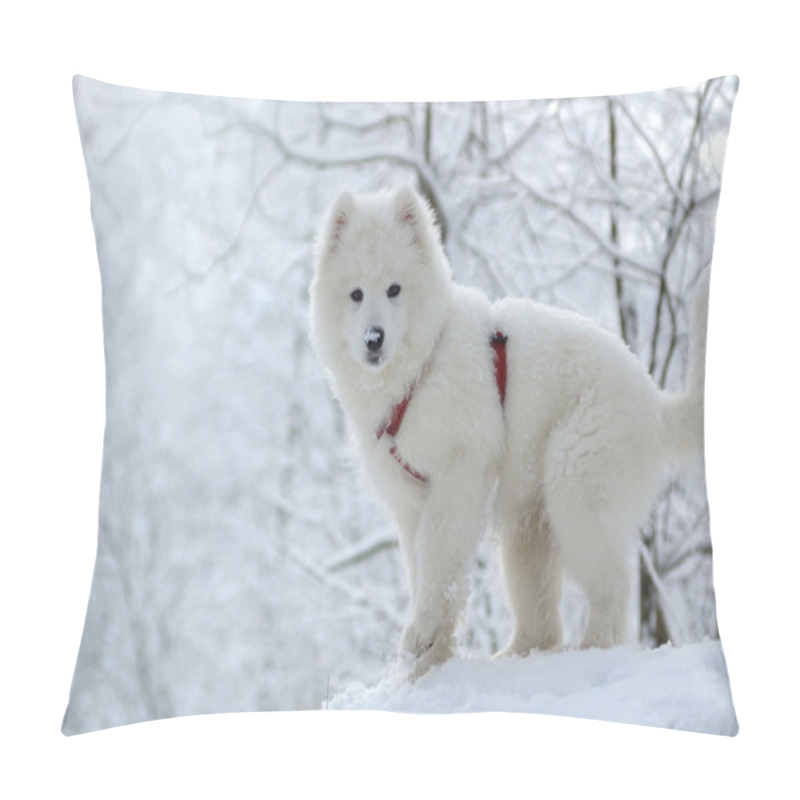 Personality  Samoyed Dog Pillow Covers