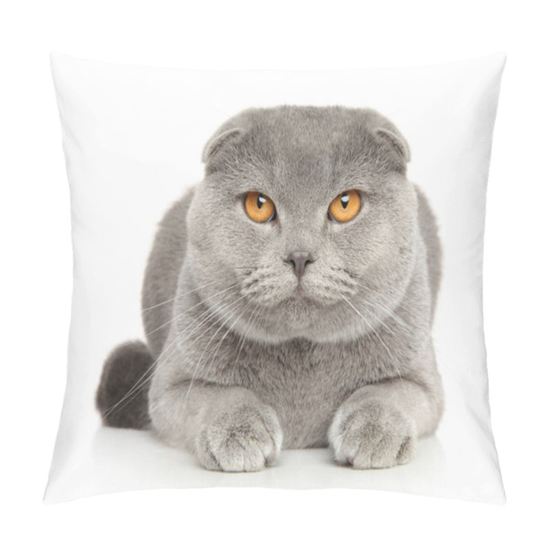 Personality  Scottish Fold Cat Looking At The Camera On A White Background Pillow Covers