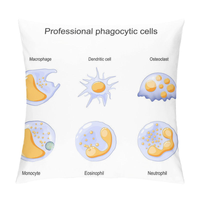 Personality  Phagocytosis. Professional Phagocytic Cells. Neutrophils, Macrophages, Monocytes, Dendritic Cells, Osteoclasts And Eosinophils Are Immune Response To Most Infections. Vector Illustration. Medical Poster. Pillow Covers