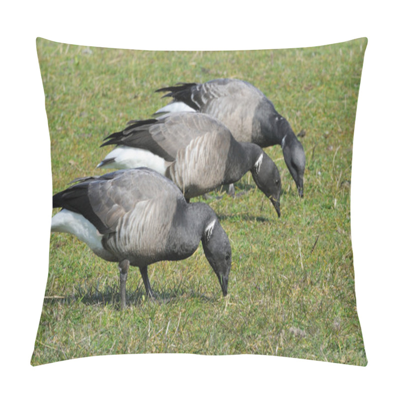 Personality  Brent Goose Pillow Covers