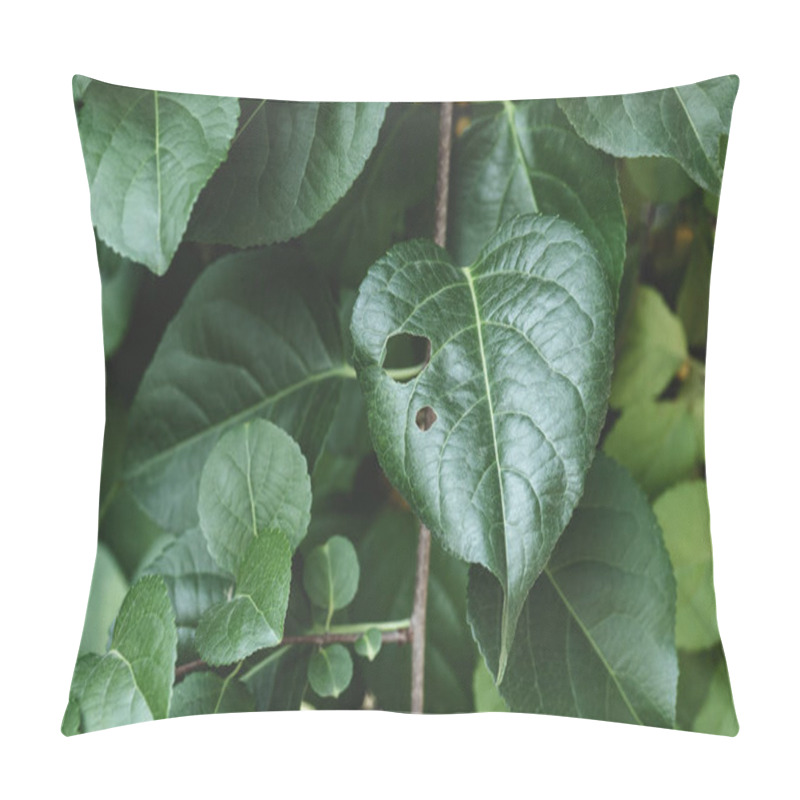 Personality  Close Up Of Green Leaves On Twigs In Park Pillow Covers