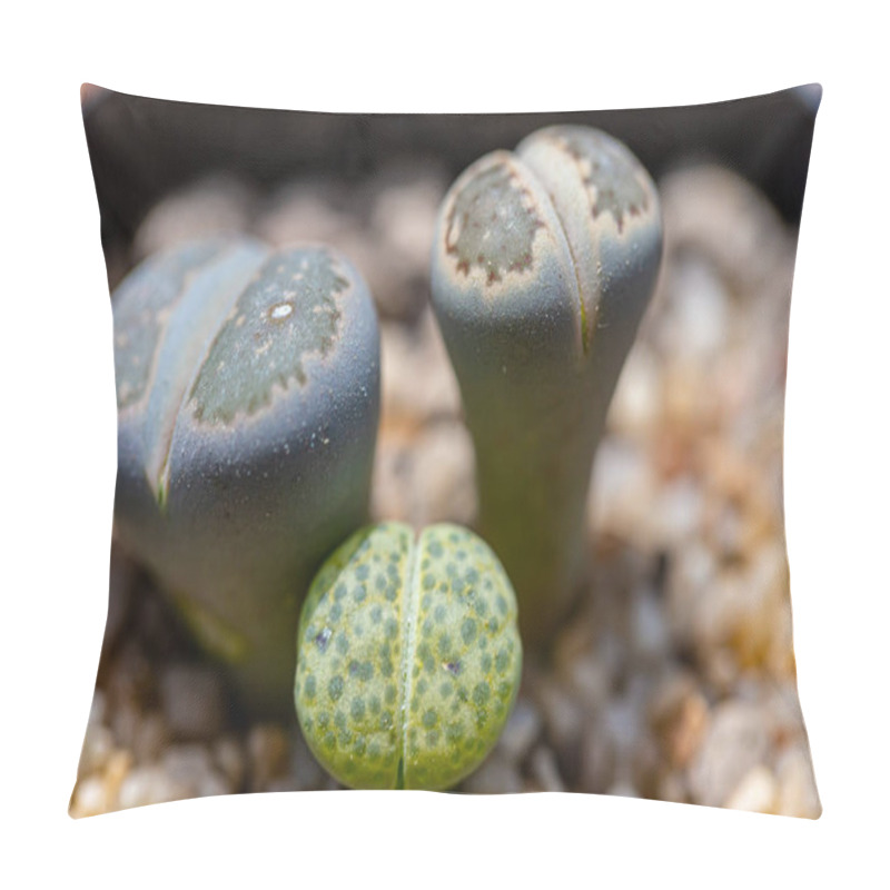 Personality  Lithops Are Popular Novelty House Plants And Many Specialist Succulent Growers Maintain Collections Pillow Covers