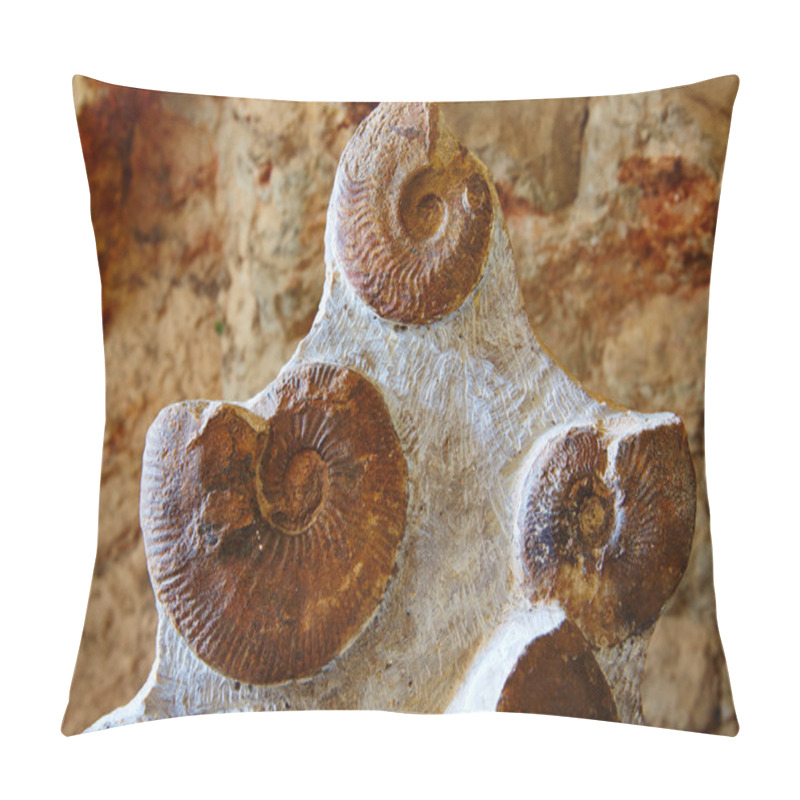 Personality  Ammonites Fossil In Valencian Community Spain Pillow Covers