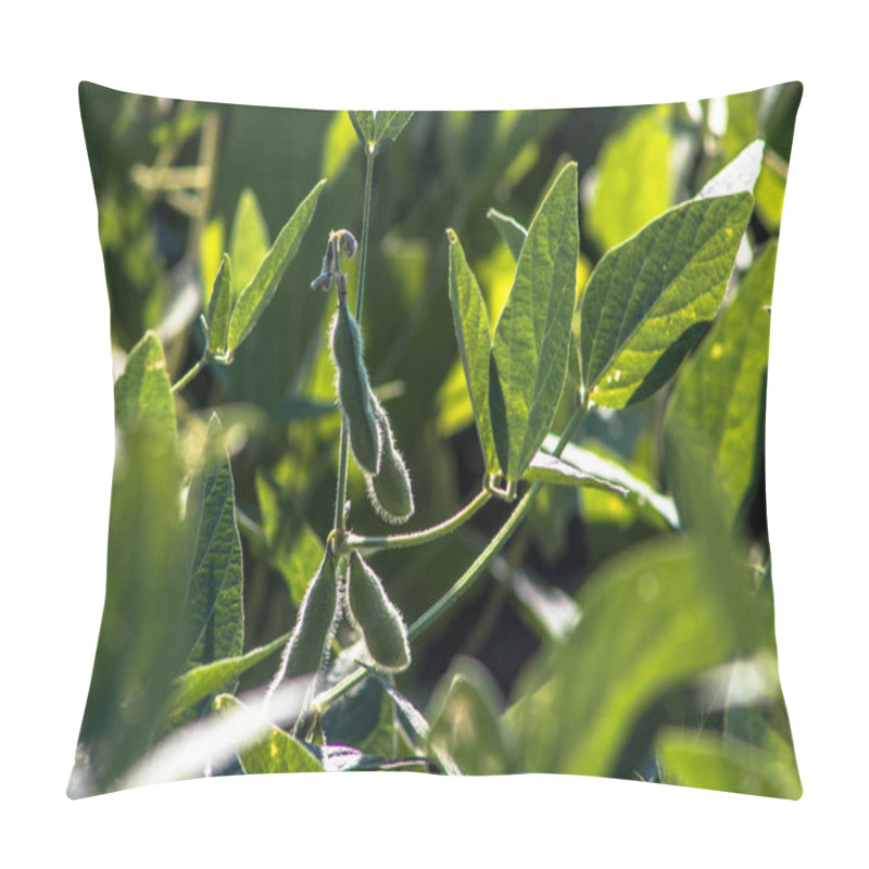 Personality  Green Soybean Field In Brazil Pillow Covers