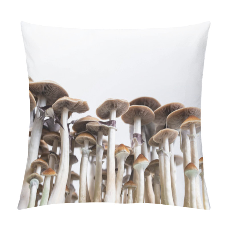 Personality  Beautiful Mexican Hallucinogenic Mushrooms Background Psilocybin Mushroom Pillow Covers