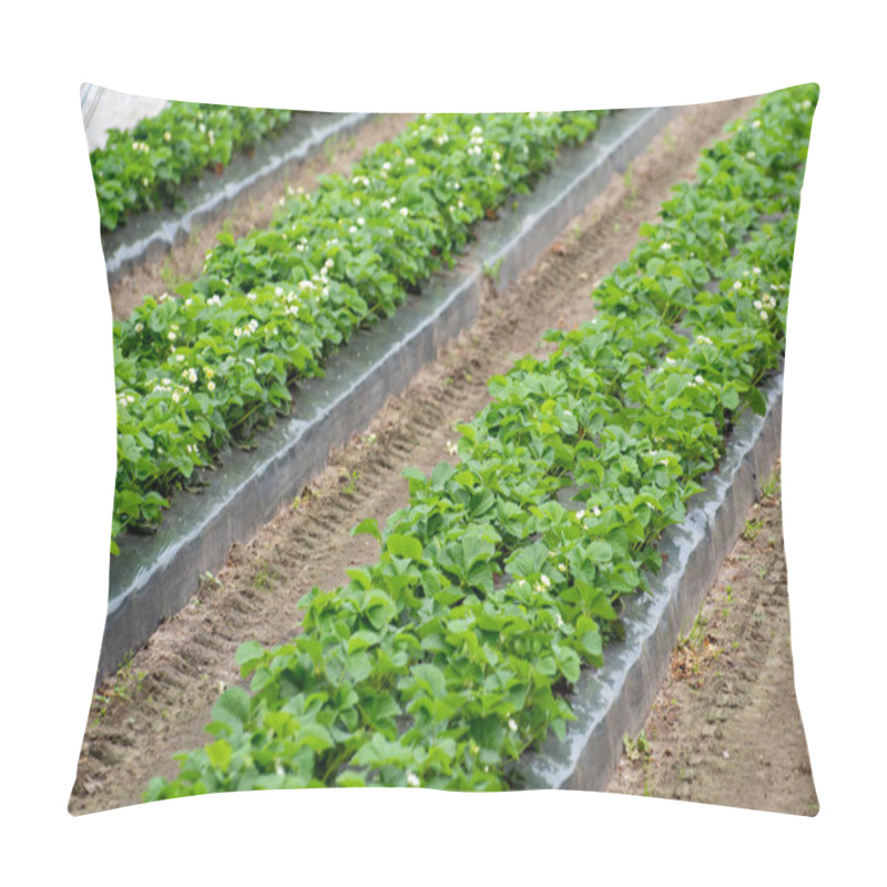 Personality  Green Houses Constructions On Strawberry Fields, Strawberry Plants In Rows Growing On  Farm On Soil Pillow Covers