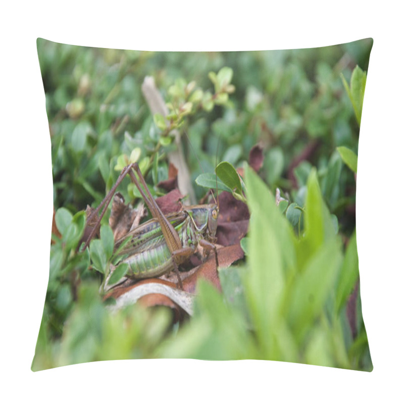 Personality  A Closeup Of A Bush Cricket Sitting On The Leaves.   Kyoto Japan Pillow Covers