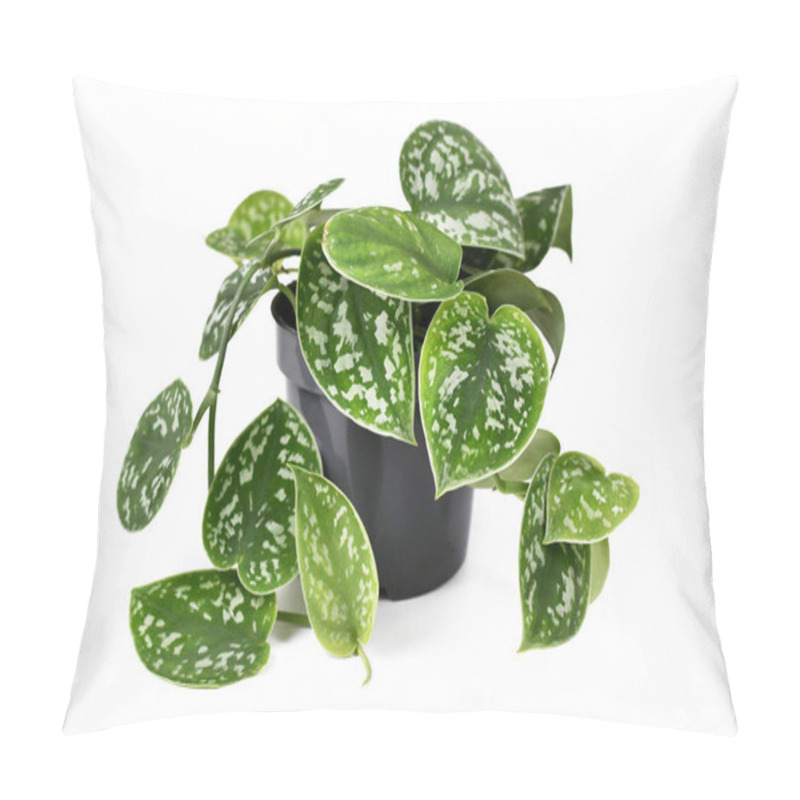 Personality  Whole 'Scindapsus Pictus Argyraeus' Tropical House Plant, Also Called 'Satin Pothos' With Velvet Texture And Silver Spot Pattern Isolated On White Background Pillow Covers