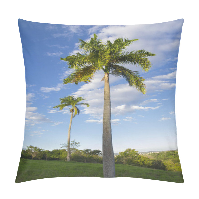 Personality  Tall Royal Palm Trees (roystonea Regia) In Light Green Grassy Hills And Vivid Blue Sky With Scattered High Level Clouds Pillow Covers