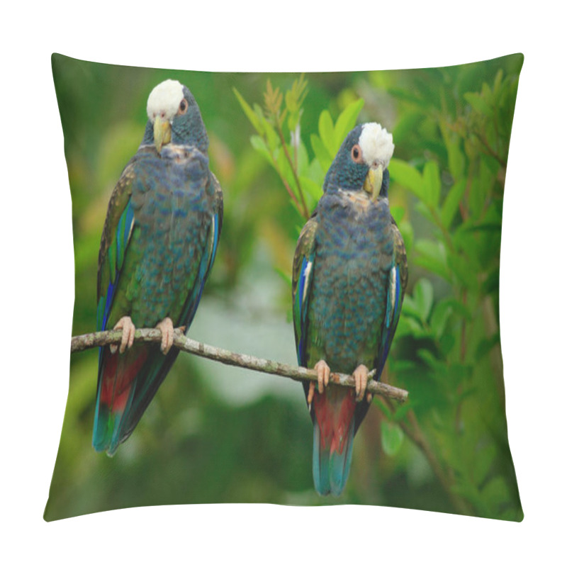 Personality  White-crowned Pionus Pillow Covers